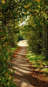 Preview wallpaper path, trees, bushes, branches