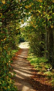 Preview wallpaper path, trees, bushes, branches