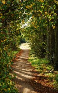 Preview wallpaper path, trees, bushes, branches