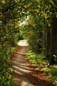 Preview wallpaper path, trees, bushes, branches