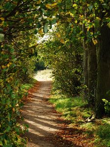Preview wallpaper path, trees, bushes, branches