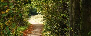 Preview wallpaper path, trees, bushes, branches