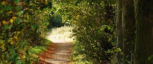 Preview wallpaper path, trees, bushes, branches