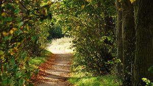 Preview wallpaper path, trees, bushes, branches