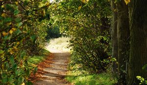 Preview wallpaper path, trees, bushes, branches