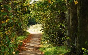 Preview wallpaper path, trees, bushes, branches