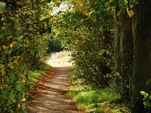 Preview wallpaper path, trees, bushes, branches