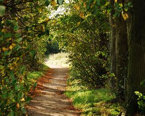 Preview wallpaper path, trees, bushes, branches
