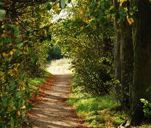 Preview wallpaper path, trees, bushes, branches