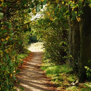Preview wallpaper path, trees, bushes, branches