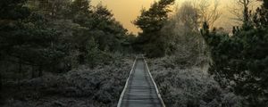 Preview wallpaper path, trees, bushes, sunset, nature