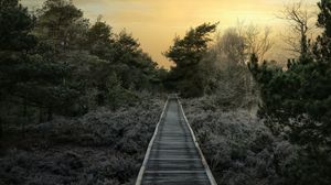 Preview wallpaper path, trees, bushes, sunset, nature