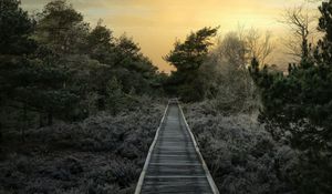Preview wallpaper path, trees, bushes, sunset, nature