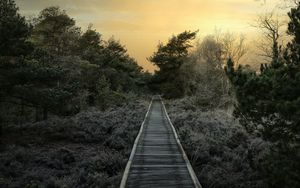 Preview wallpaper path, trees, bushes, sunset, nature