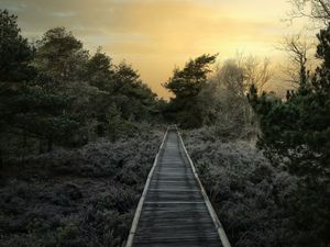 Preview wallpaper path, trees, bushes, sunset, nature