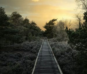 Preview wallpaper path, trees, bushes, sunset, nature