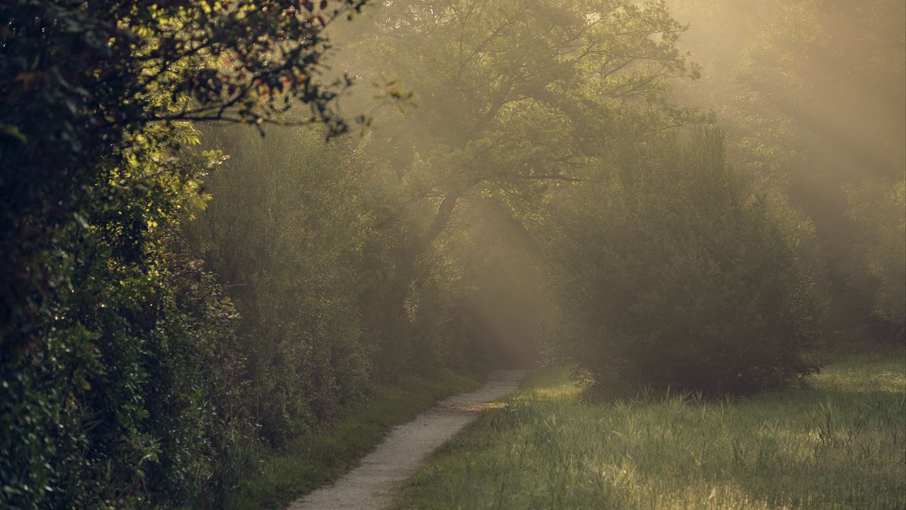 Wallpaper path, trees, bushes, light, fog, morning hd, picture, image