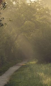 Preview wallpaper path, trees, bushes, light, fog, morning