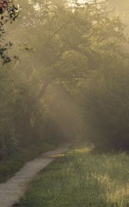 Preview wallpaper path, trees, bushes, light, fog, morning