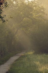 Preview wallpaper path, trees, bushes, light, fog, morning