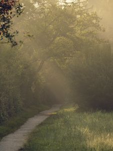 Preview wallpaper path, trees, bushes, light, fog, morning