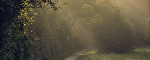 Preview wallpaper path, trees, bushes, light, fog, morning