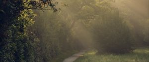 Preview wallpaper path, trees, bushes, light, fog, morning