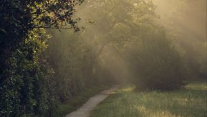 Preview wallpaper path, trees, bushes, light, fog, morning