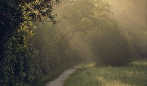 Preview wallpaper path, trees, bushes, light, fog, morning