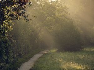 Preview wallpaper path, trees, bushes, light, fog, morning