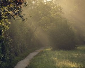 Preview wallpaper path, trees, bushes, light, fog, morning