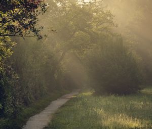 Preview wallpaper path, trees, bushes, light, fog, morning