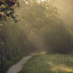 Preview wallpaper path, trees, bushes, light, fog, morning