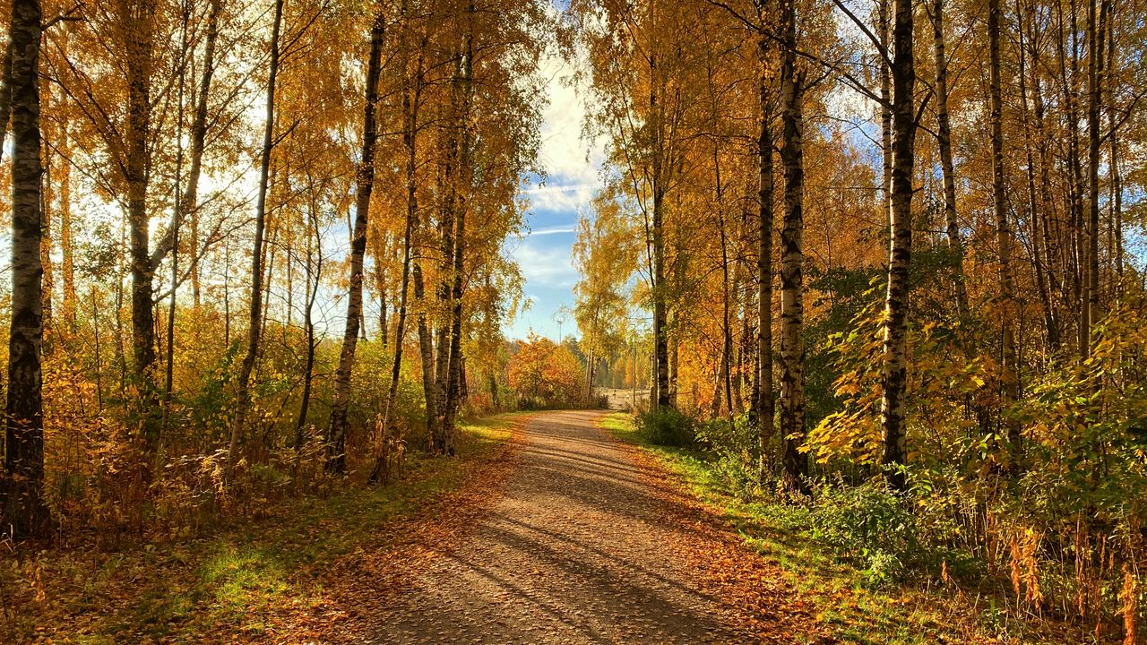 Wallpaper path, trees, fallen leaves, autumn, nature, landscape