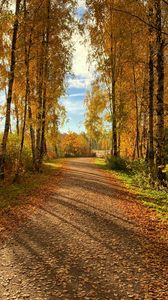 Preview wallpaper path, trees, fallen leaves, autumn, nature, landscape