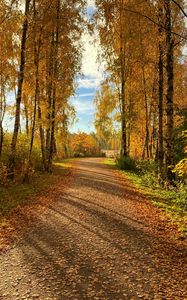Preview wallpaper path, trees, fallen leaves, autumn, nature, landscape