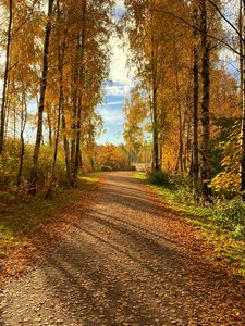 Preview wallpaper path, trees, fallen leaves, autumn, nature, landscape