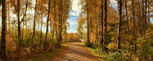 Preview wallpaper path, trees, fallen leaves, autumn, nature, landscape