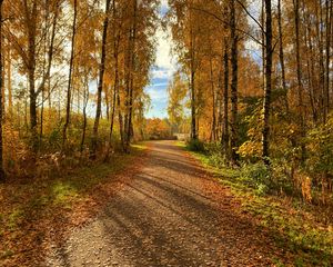 Preview wallpaper path, trees, fallen leaves, autumn, nature, landscape