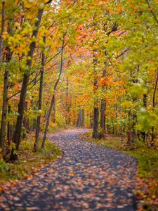 Preview wallpaper path, trees, fallen leaves, landscape, autumn