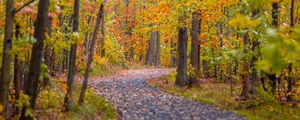 Preview wallpaper path, trees, fallen leaves, landscape, autumn