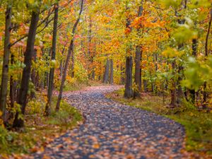 Preview wallpaper path, trees, fallen leaves, landscape, autumn
