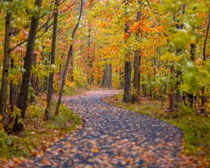 Preview wallpaper path, trees, fallen leaves, landscape, autumn