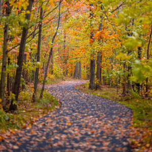 Preview wallpaper path, trees, fallen leaves, landscape, autumn