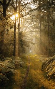 Preview wallpaper path, trees, fern, bushes, rays