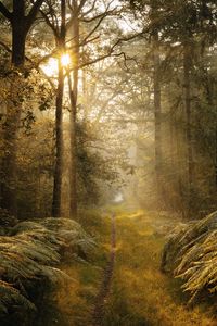 Preview wallpaper path, trees, fern, bushes, rays