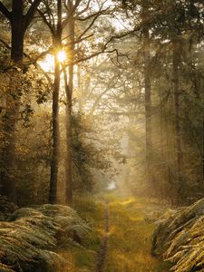 Preview wallpaper path, trees, fern, bushes, rays