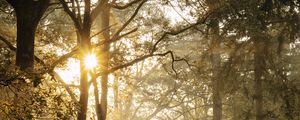 Preview wallpaper path, trees, fern, bushes, rays