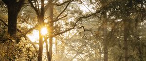 Preview wallpaper path, trees, fern, bushes, rays