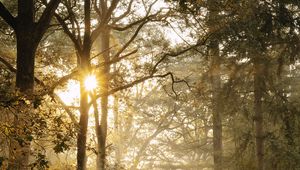 Preview wallpaper path, trees, fern, bushes, rays